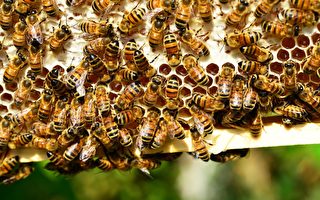 被蜜蜂狂螫2万次 美国男子大难不死