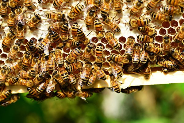 被蜜蜂狂螫2萬次 美國男子大難不死