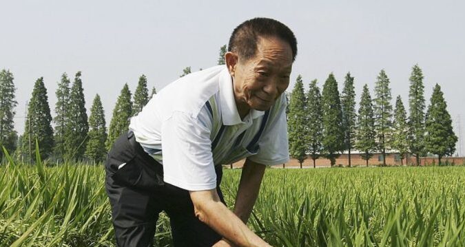 长沙2.2米稻登热搜 网议袁隆平禾下乘凉梦