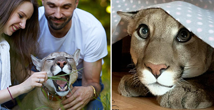 组图：获救的美洲狮成为贴心宠物