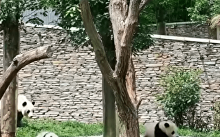 四川泸定地震 熊猫妈妈带幼崽飞奔避险