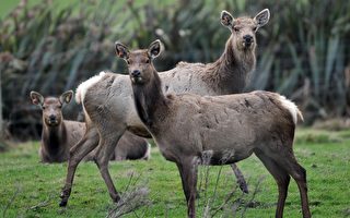 新西兰鹿业代表将访韩 竞争俄罗斯产品优势