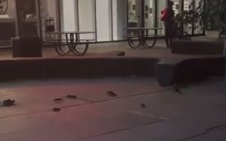 多伦多市中心夜里大群老鼠上街玩耍