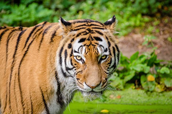 印度女子徒手打老虎 從虎口中救回1歲兒子