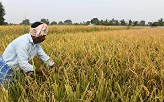 印度考虑禁止出口大米 或进一步推高全球米价