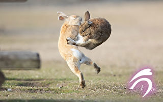 組圖：攝影師定格兔子空中對決的罕見瞬間
