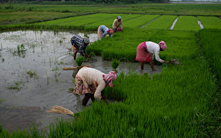 印度稻米出口禁令 恐加劇全球糧食市場波動