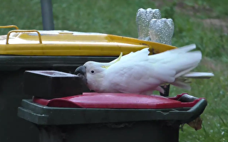 鳳頭鸚鵡與人類鬥智  翻垃圾箱找食物