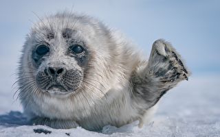 組圖：貝加爾湖冰層下的小海豹 可愛極了