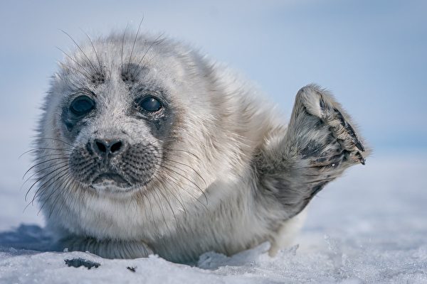 組圖：貝加爾湖冰層下的小海豹 可愛極了
