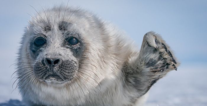 组图：贝加尔湖冰层下的小海豹 可爱极了