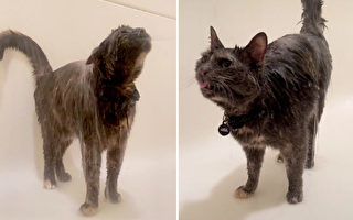 “独特”的猫因异常喜欢洗澡而走红网络