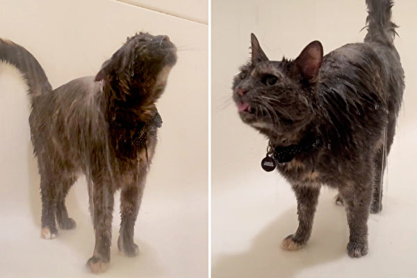 「獨特」的貓因異常喜歡洗澡而走紅網絡