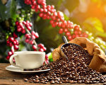熱浪導致全球咖啡價格上漲20%