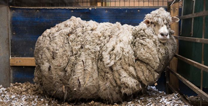 身背26公斤羊毛命危 澳流浪绵羊幸运获救
