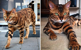 組圖：一隻氣勢如王的貓有著虎豹的皮紋