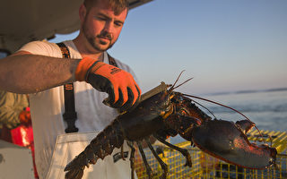 龍蝦被列「紅色名單」 加國捕撈者反對