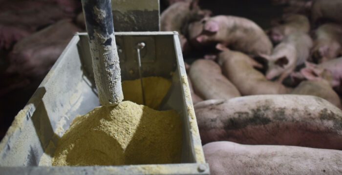 对美农产品征重税冲击中国养殖业 肉价恐上涨