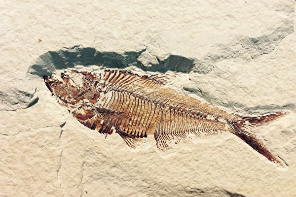 最古老魚類心臟化石現蹤澳洲 距今3.8億年