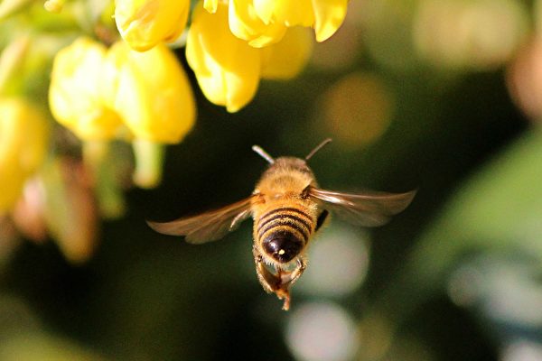 蜜蜂螫人後反悔 不斷繞圈抽出螫針 避過一死