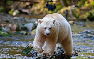 非北极熊或患白化症 罕见白熊首次现身美国密州