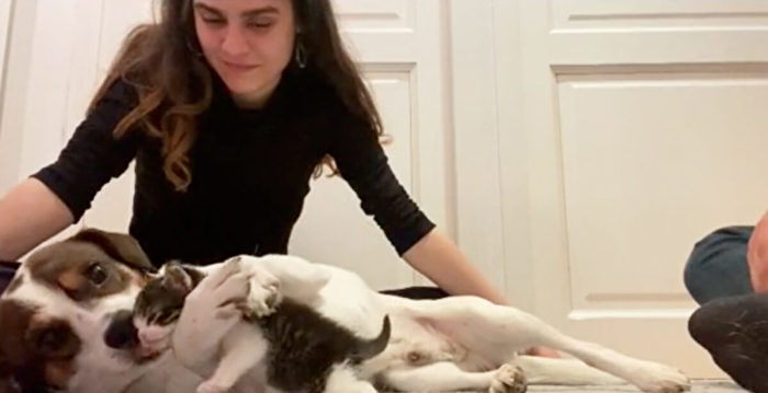 “一见钟情”:悲伤狗亲吻拥抱获救的小猫