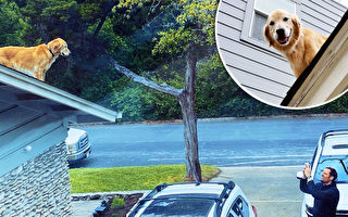 組圖：可愛金毛獵犬爬屋頂 吸引路人眼光