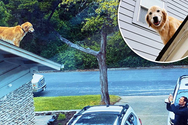 組圖：可愛金毛獵犬爬屋頂 吸引路人眼光
