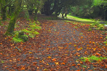 阿里山國家森林遊樂區由夏季蓊鬱深綠逐漸開始變色落葉轉紅。
