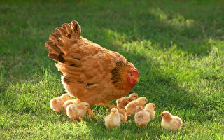后院养鸡违法 剑桥市居民申诉