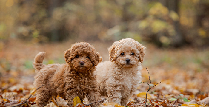 长得像泰迪熊的犬类大合辑 你喜欢哪只？（上）