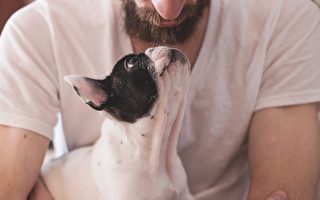 研究：小狗可以闻出人们感受到的压力