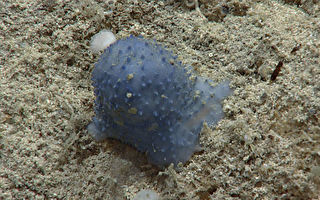 深海之謎 大西洋發現神祕「藍色黏液」生物