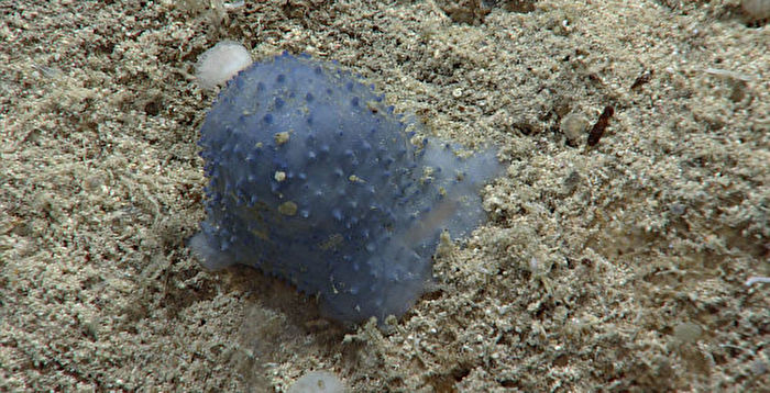 深海之谜 大西洋发现神秘“蓝色黏液”生物