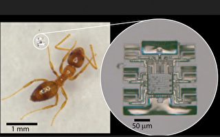超微型智能机器人问世 体积仅蚂蚁脚长1/4
