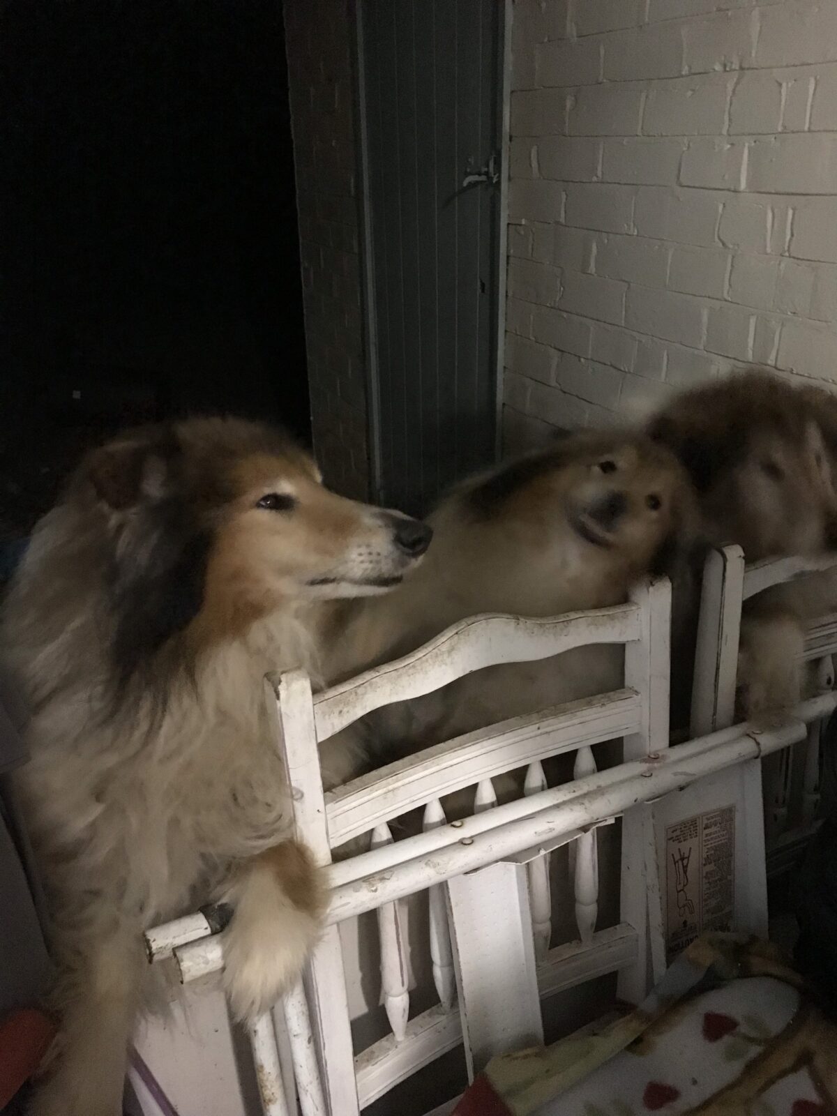 塞巴和另外兩隻寵物在他們年邁的主人去世後被遺棄。(RSPCA提供)