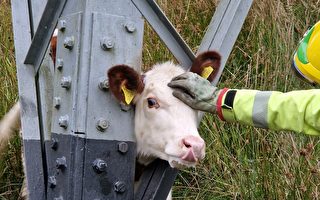 乳牛头卡在铁塔支柱 英国消防队员搭救