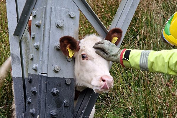 乳牛頭卡在鐵塔支柱 英國消防隊員搭救