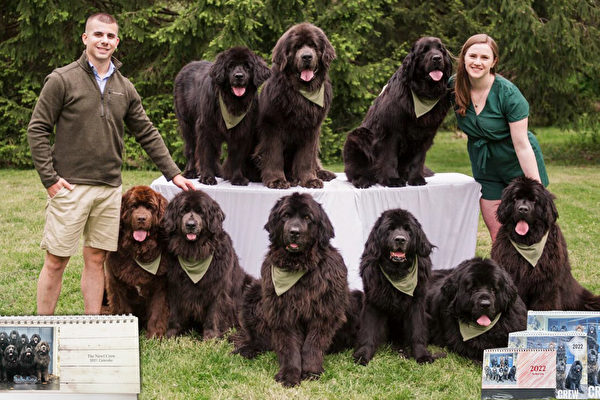 美国夫妇每年拍摄纽芬兰犬制作可爱日历