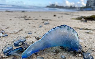 大量有毒水母被冲上悉尼热门海滩