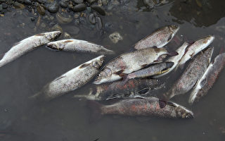 卑诗省部分地区历史性干旱 洄游鲑鱼大量死亡