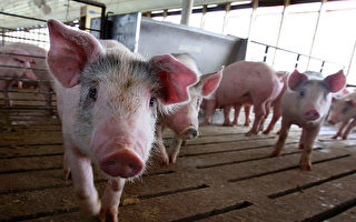 加州或抬高全美猪肉价格 最高法院听取辩论
