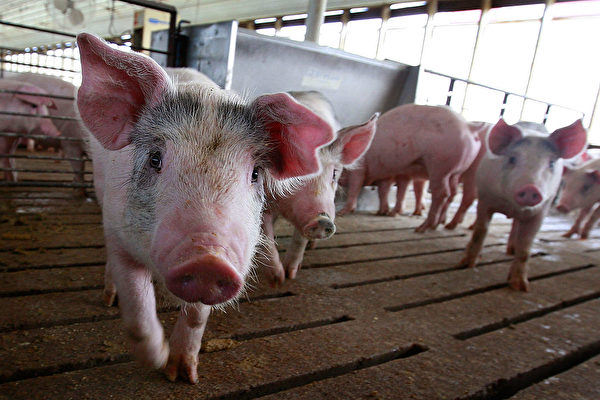 加州或抬高全美猪肉价格 最高法院听取辩论