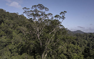 亚马逊巨树高达25层楼 科学家估树龄逾400岁