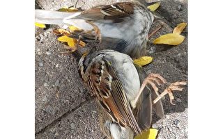 加拿大鸟类保护协会呼吁搜救受伤候鸟