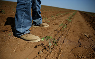 加州乾旱將導致番茄、洋蔥、大蒜漲價