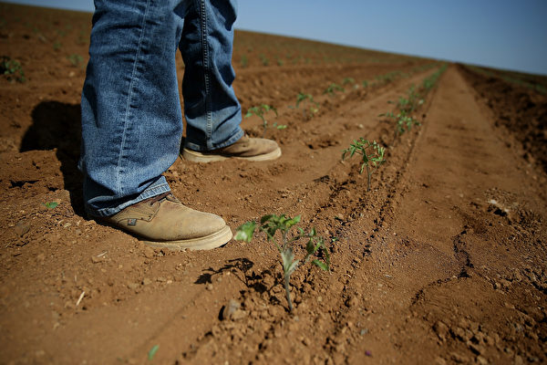 加州乾旱將導致番茄、洋蔥、大蒜漲價