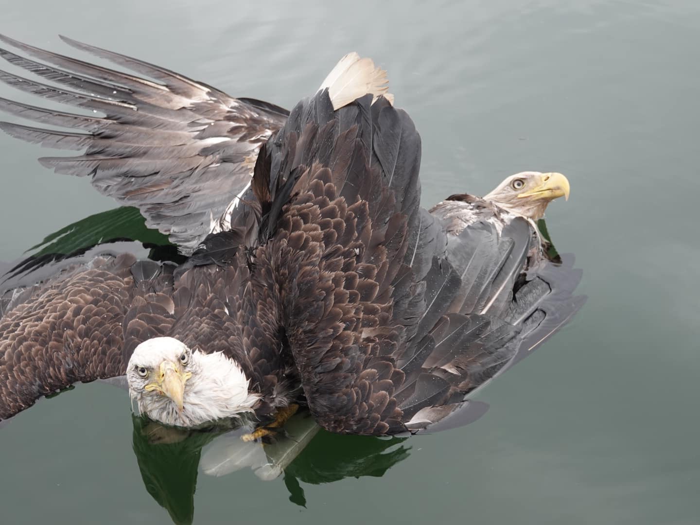 兩猛禽陷「死亡螺旋」直墜河中幸遇善人搭救| 白頭鷹| 大紀元