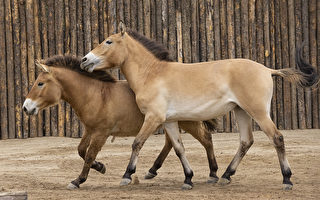 圣地亚哥野生动物园展出首匹克隆野马