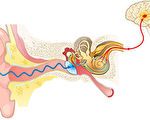 科學家發現聽覺的微觀機制 揭示內耳關鍵結構